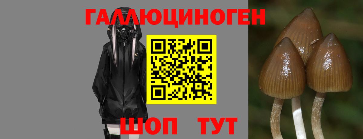 Псилоцибиновые грибы Psilocybe Усинск